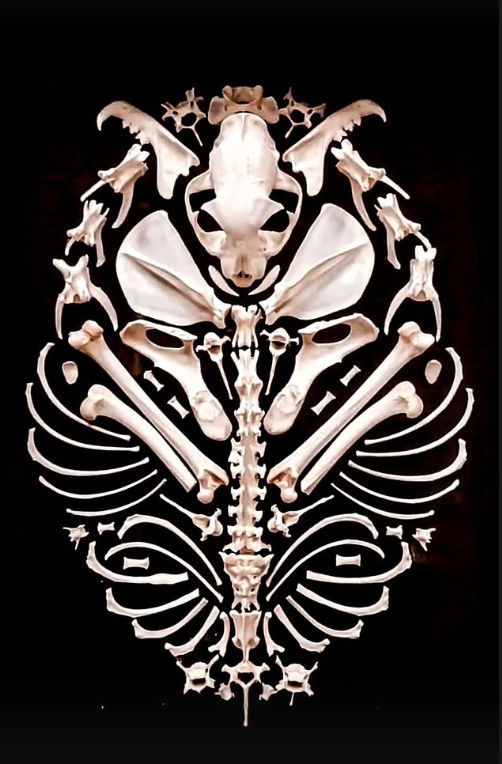 Symmetrical arrangement of cleaned bones displayed on a black background.