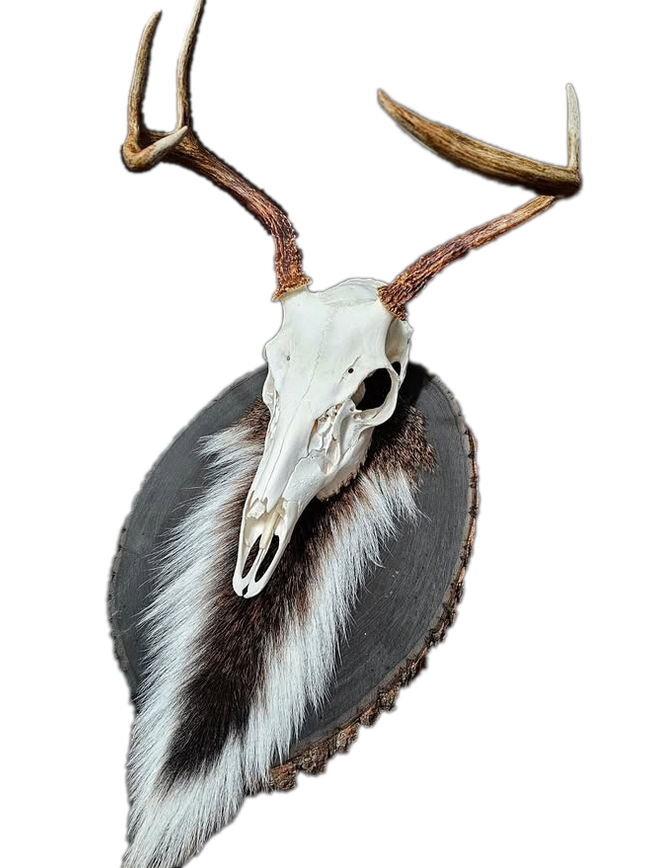 Whitetail skull display with antlers mounted over hide on a dark plaque.