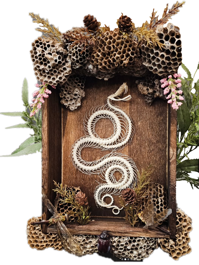 Articulated snake skeleton in a wood shadowbox with dried botanical accents.