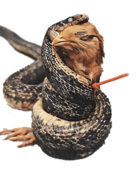 Preserved snake wrapped around a bird form with a small orange accent.